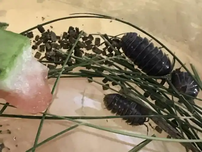 实幼小世界有趣的西瓜虫