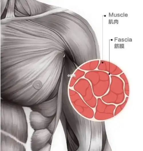 认识肌肉筋膜