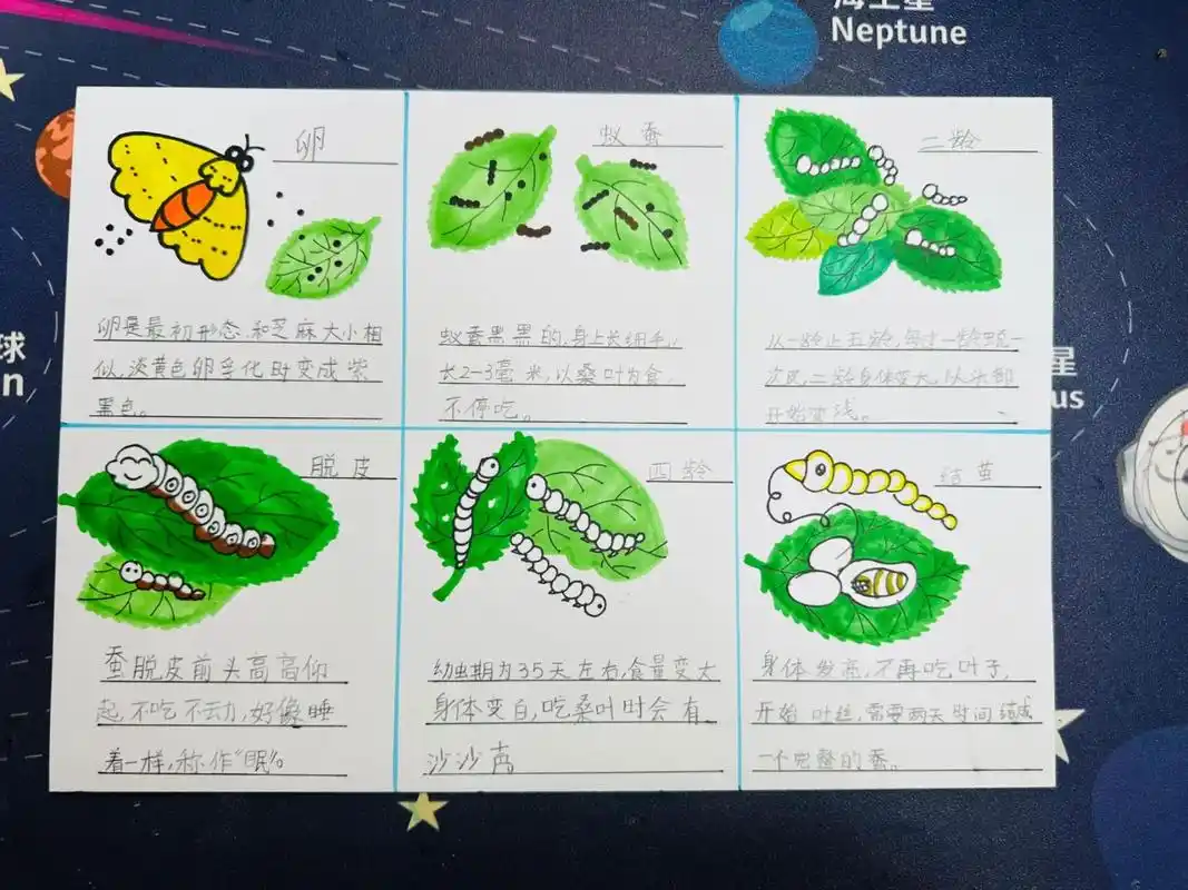 蚕宝宝养成记—养蚕日记 三年级下科学课作业