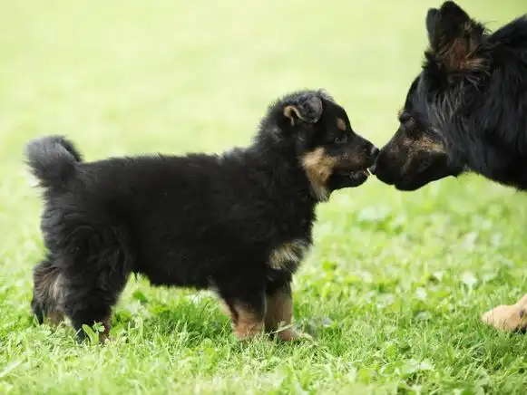 可爱的波西米亚牧羊犬小狗照片摄影图片