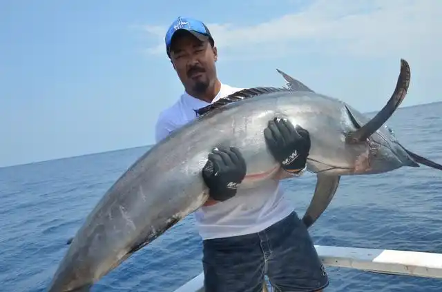 剑旗鱼图片大全大图(剑旗鱼的营养价值)