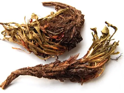 甘松的功效与作用