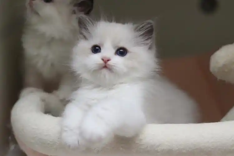 蓝双色布偶猫这个嘴巴也太可爱了