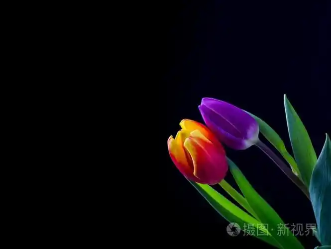 黑色背景上隔绝的美丽郁金香花
