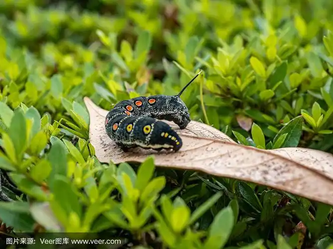 毛虫,叶子,一只动物,凤仙花属植物,天蛾