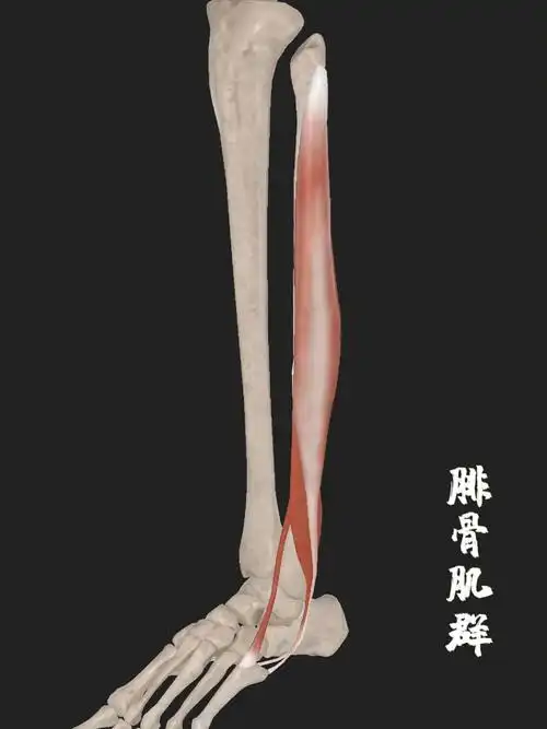 解剖笔记分享腓骨肌群