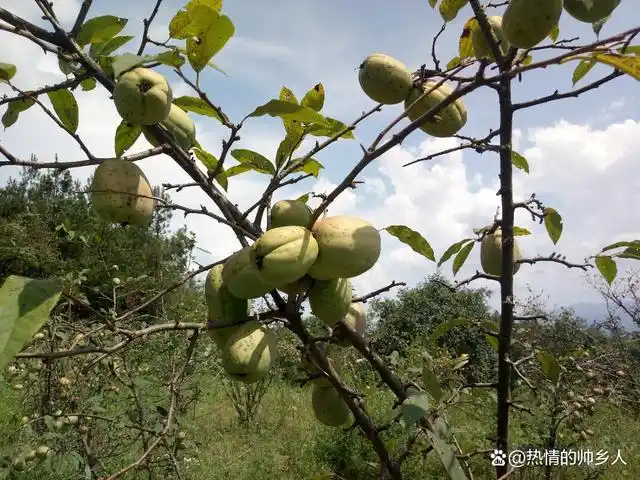 徒步金丰界,参观千亩木瓜基地;探秘金凤庵,采摘山荔枝