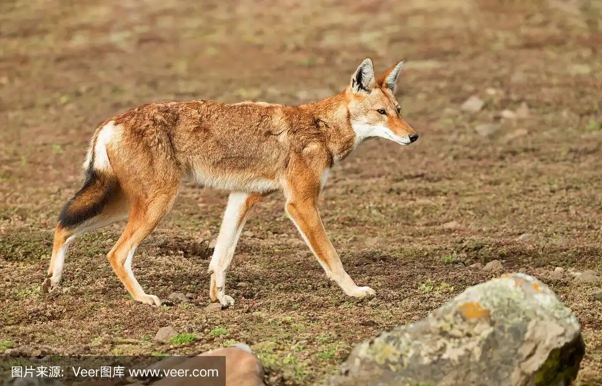 这是一只珍稀濒危的埃塞俄比亚狼的特写
