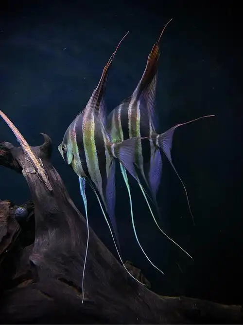 宝山通河出长腿埃及! - 上海鱼友俱乐部 - cta南美水族 - powered by