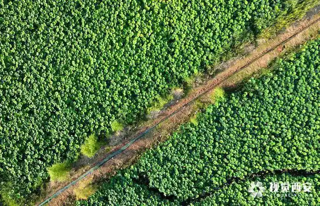 西安渭河生态景观区千亩荷塘碧连天诗情画意田园风光