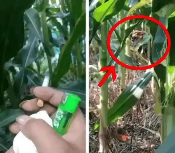 在玉米地里无意间发现的现在怎么办心里慌的很躺下装死可以吗