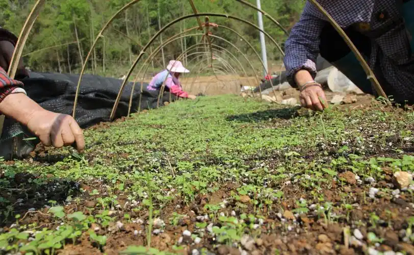 黔南山桐子产业示范基地建设如火如荼
