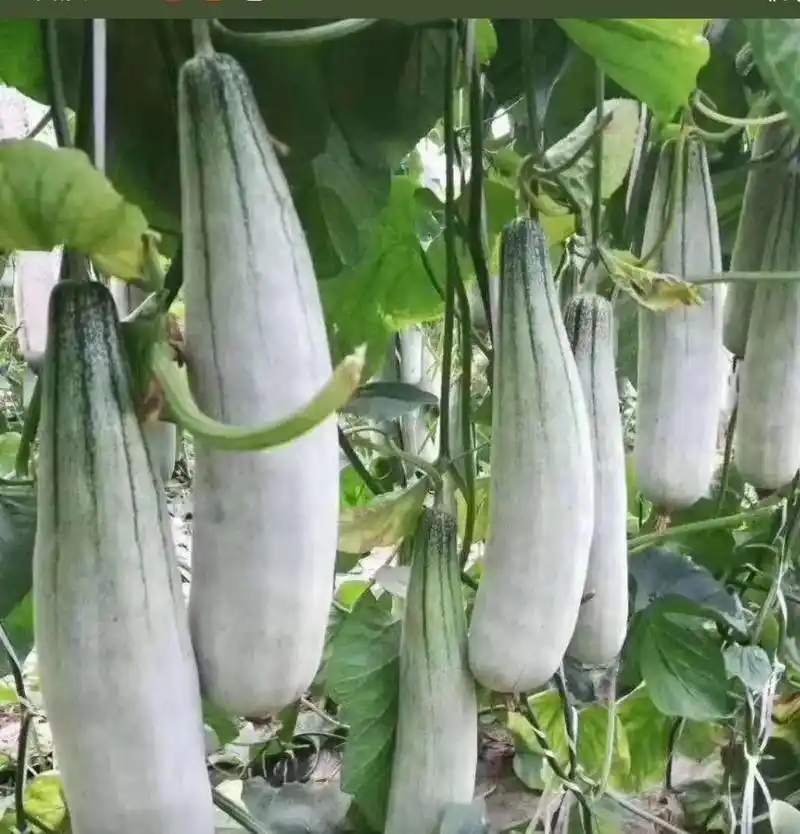 羊角蜜甜瓜生长记录