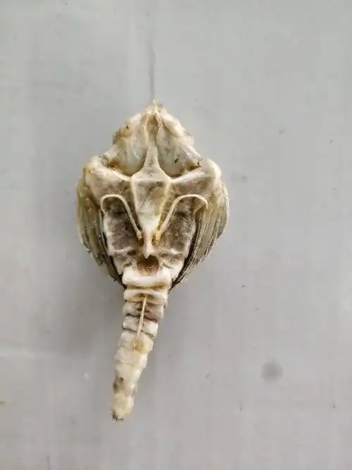 长刺螺有什么功效