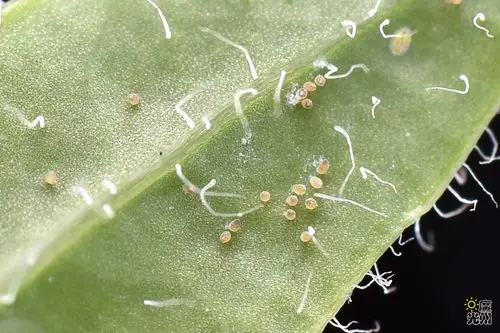 原图欣赏-太平洋摄影部落