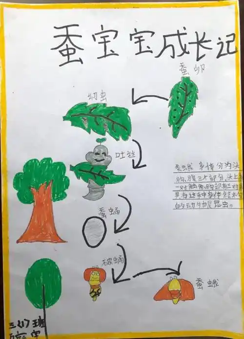 制作手抄报养蚕的同时,孩子们在老师的耐心指导下,将自己的观察,绘画