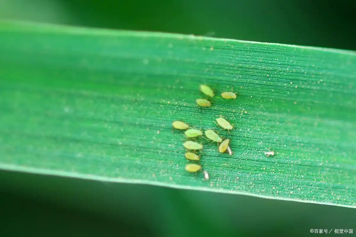 小麦 蚜虫 农药 - 2020年最新商品信息聚合专区 - 百度爱采购