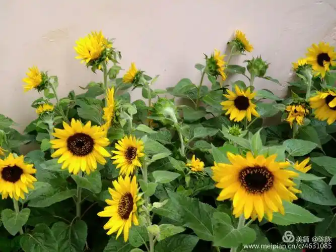 其它 开心快乐每一天 想要幸福就要学太阳花一样,太阳照哪里,它就跟