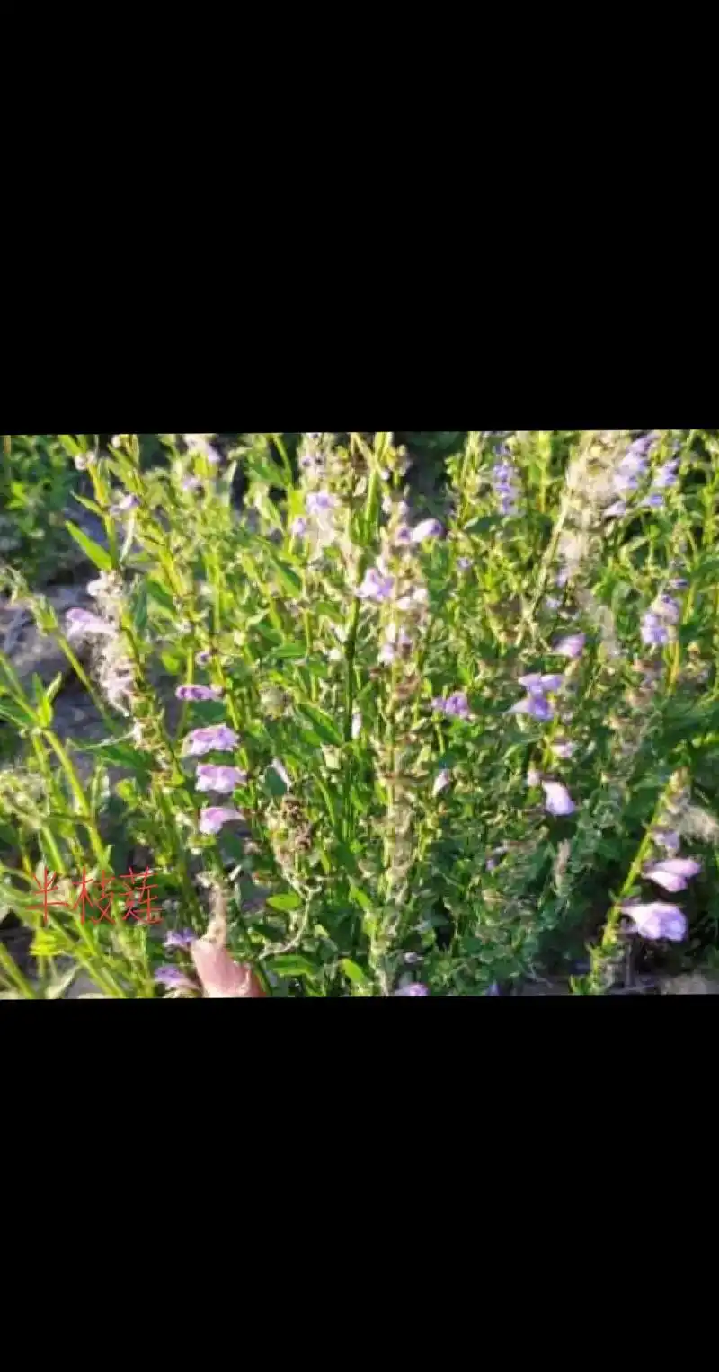 7.97伤中草药《半枝莲》  图片来自网络  - 抖音