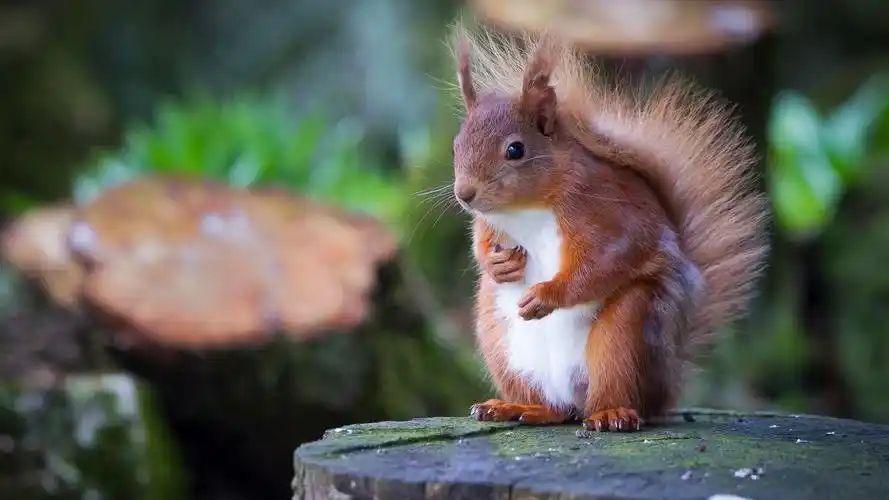 森林,小松鼠,树桩,可爱动物桌面壁纸