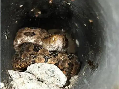 龟壳花烙铁头蛇资料图片品种简介