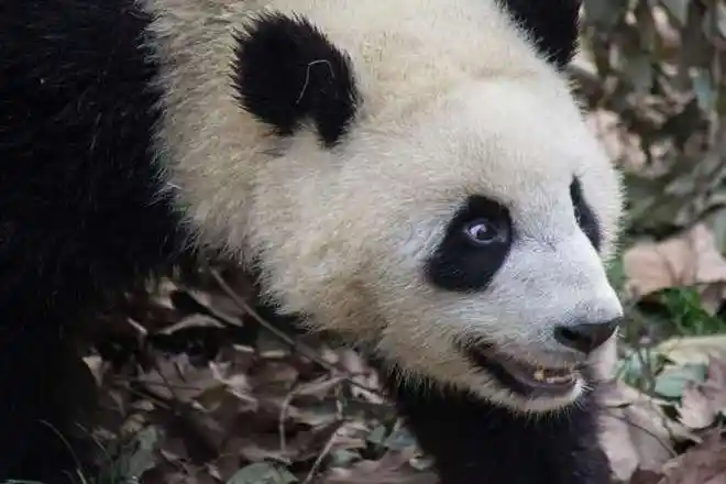 别看熊猫平时一副呆萌的样子.这几百斤的体重一旦凶起来饲养员都怕的.