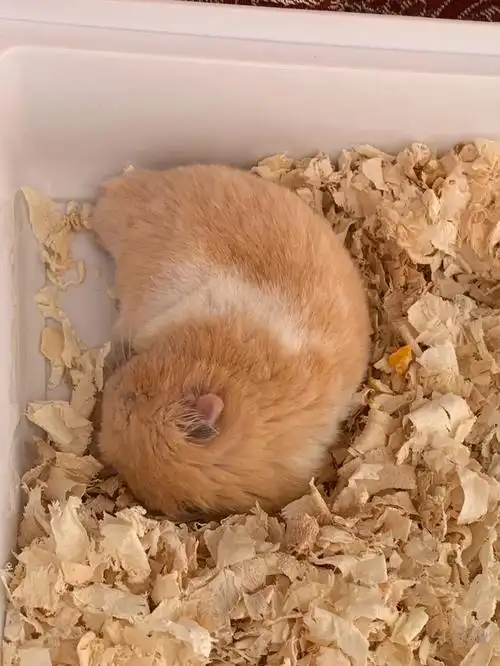 想当一只吃了睡睡了吃的小仓鼠