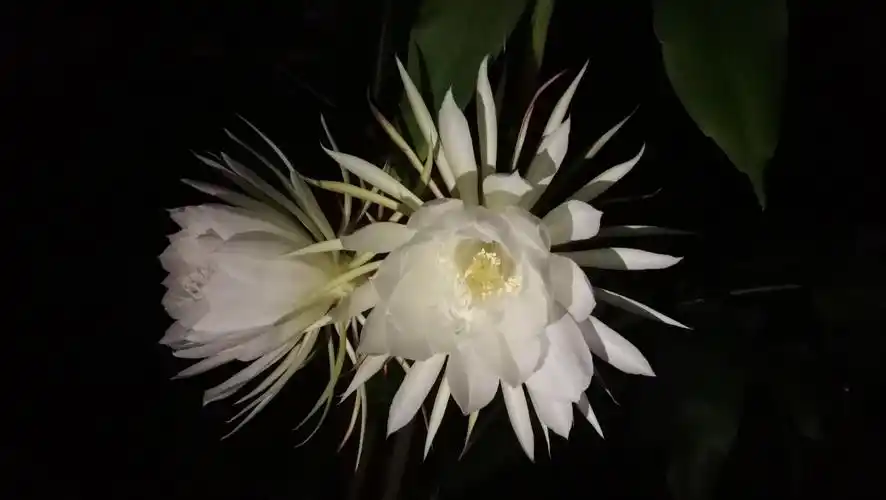 昙花花开惊艳于瞬间