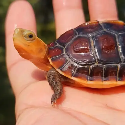 皖南安缘 眼睛迷人短圆小球 头线弱连 头色金黄21年龟 售价:2200