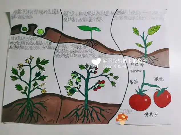 手抄报之番茄成长记