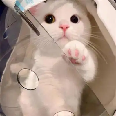 治愈感满满的又可爱又萌动物头像 呆萌无辜的小动物微信头像最新_动物