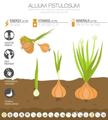 威尔士洋葱有益的特点图形模板. 园艺农业信息图,它是如何生长的.