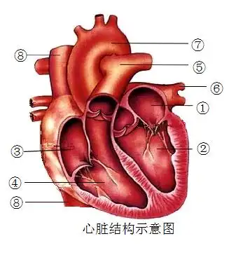 如图所示,根据心脏结构图,回答下列问题:(1)图中①