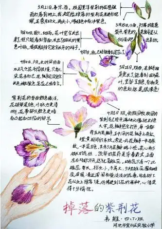 美丽中国我是行动者2019年全国青少年自然笔记大赛优秀作品集(3)