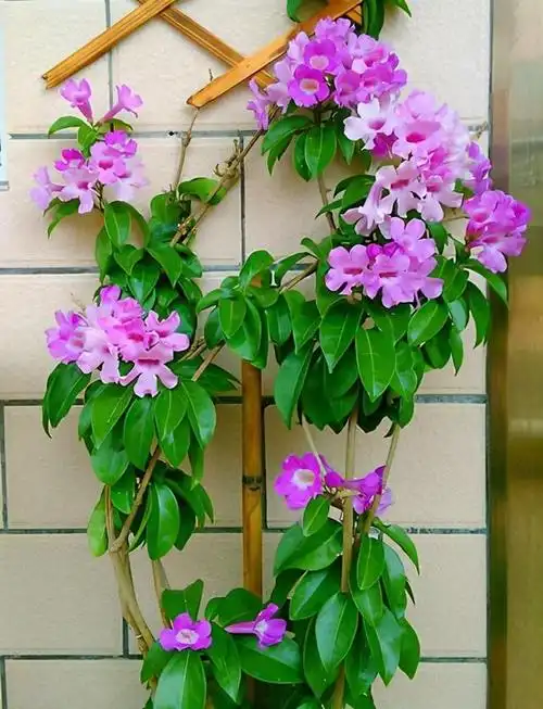 这花名叫蒜香藤绽放时有淡淡大蒜味平日该怎么养