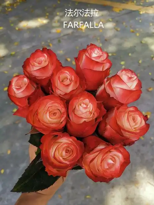 肯尼亚玫瑰farfalla法尔法拉10支