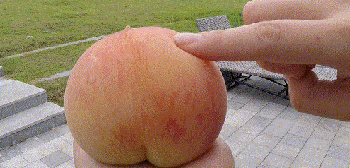 阳山水蜜桃从几毛钱一斤到128元一只的奇迹