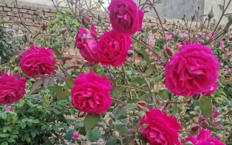 经典月季软香红,长势强健,香味儿浓郁.