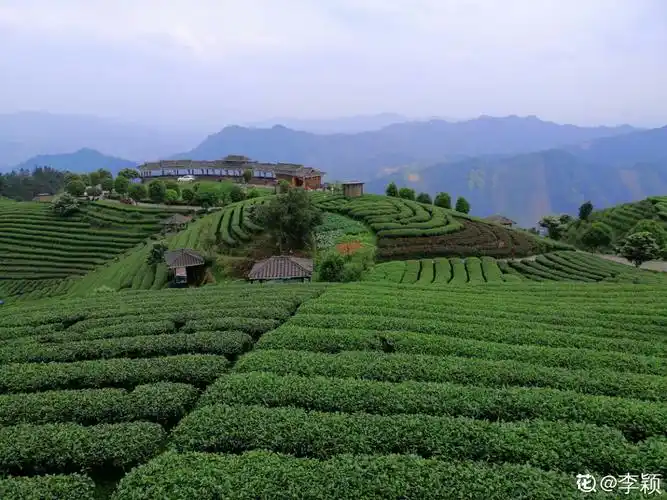 原来红茶不是长在红茶树上,关于茶的知识,你可能一直搞错了_姑娘茶