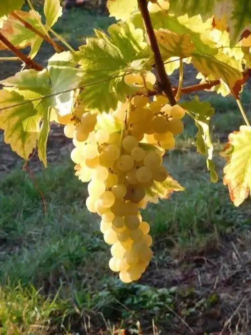 3,充足水肥麝香葡萄对水肥的要求比较高.