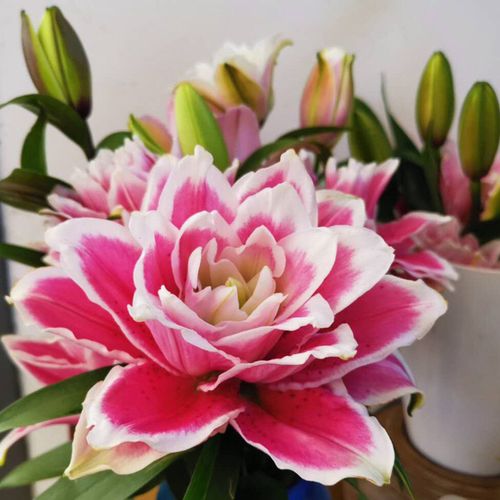 火星星之恋重瓣百合真花百合花水养云南直发家用鲜花速递同城