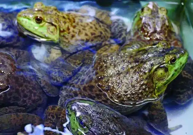 网传牛蛙列入禁售名单?吃货们别慌!_广场