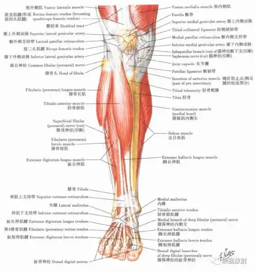 超清晰的下肢小腿踝与足解剖图