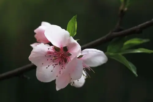桃花图片花卉花朵桃花