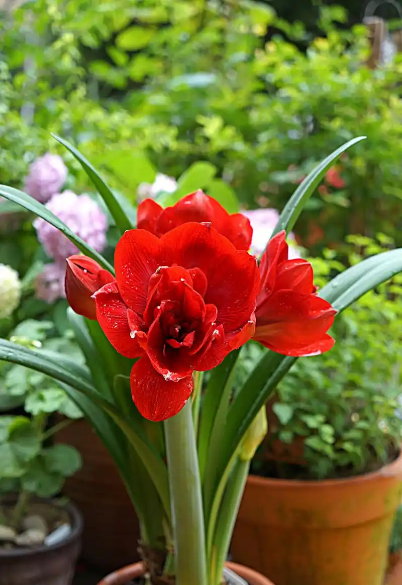 重瓣黑天鹅朱顶红开了半个月了,真的很惊艳,花瓣又大又好看,是我最喜