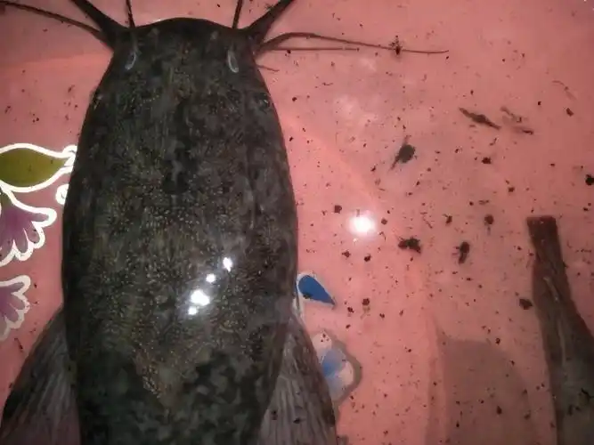 八须鲶鱼现在真不多了清水塘里特别好吃