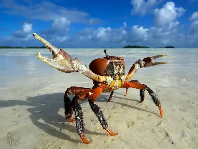 描述: 螃蟹海滩-动物高品质壁纸 当前壁纸尺寸: 1280 x 960