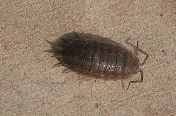 十大脚最多的动物排名蚰蜒上榜第一是千脚虫