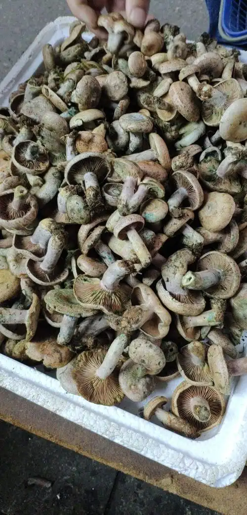 松树菌 新鲜纵菌