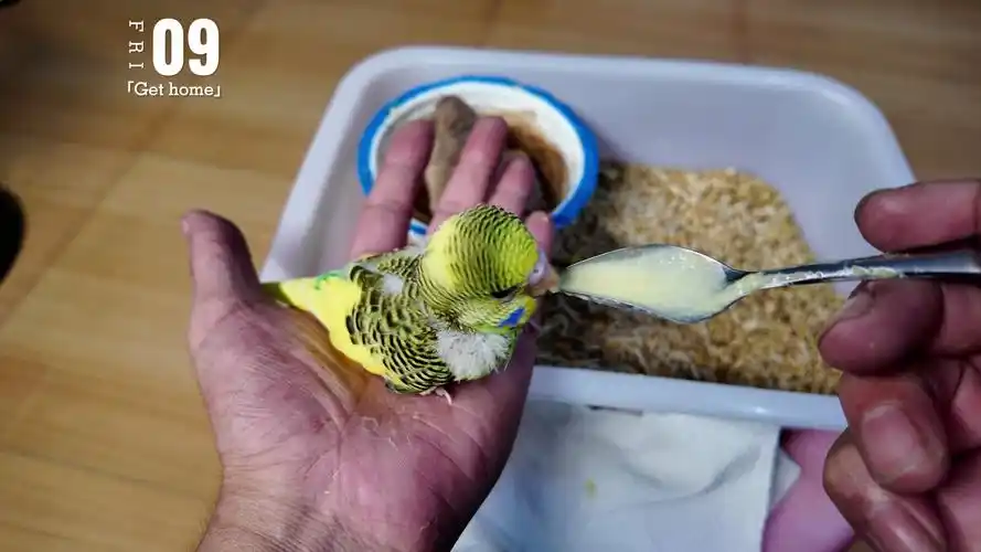 一分钟视频记录虎皮幼鸟十五天的成长变化